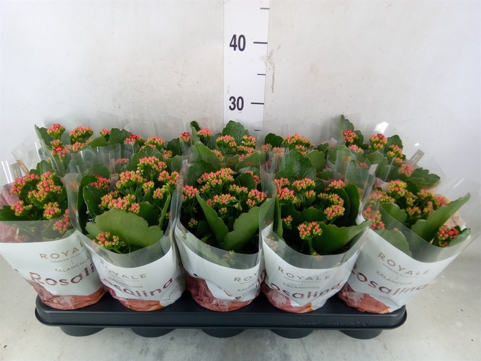 <h4>Kalanchoe blos. 'RosDon Justino'</h4>