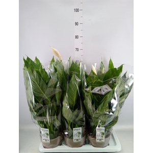 Spathiphyllum  'Diamond'