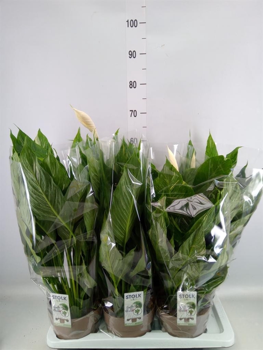 <h4>Spathiphyllum 'Diamond'</h4>