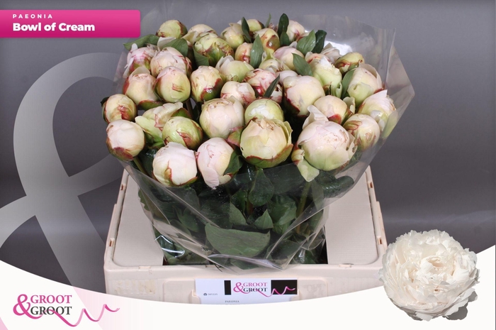 <h4>Paeonia Bowl Of Cream | XXL</h4>