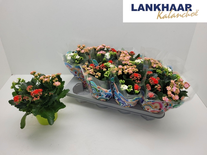 <h4>KAL GE GEM I POT</h4>