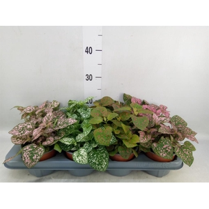 Hypoestes phyllo. 'Confetti C' .mix