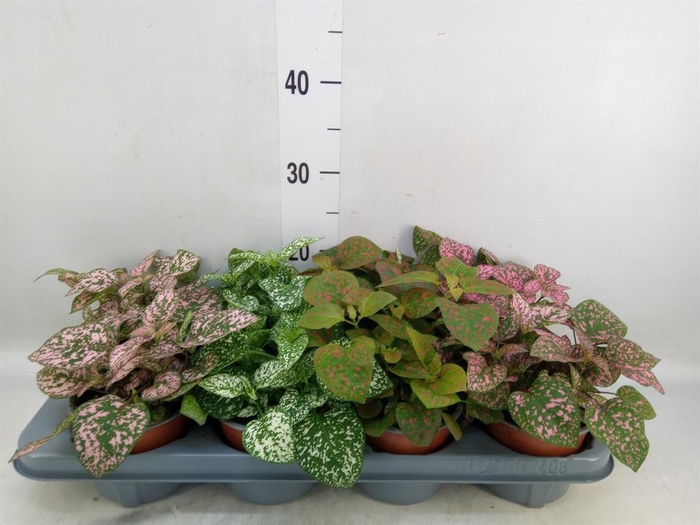 <h4>Hypoestes phyllo. 'Confetti C' .mix</h4>
