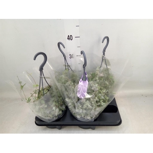 Ceropegia linearis 'Merel'