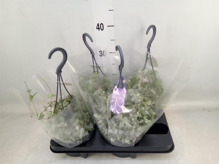 <h4>Ceropegia linearis 'Merel'</h4>