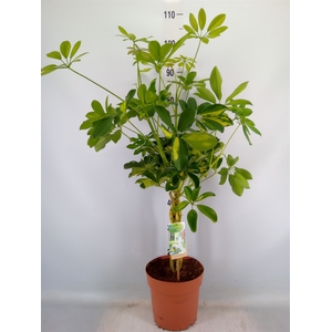 Schefflera arbor. 'Gold Capella'
