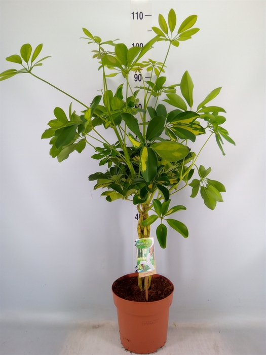 <h4>Schefflera arbor. 'Gold Capella'</h4>