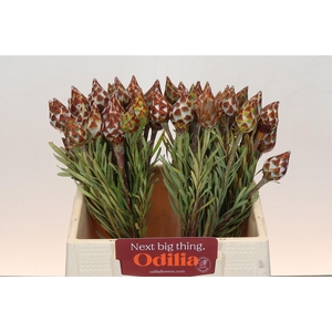 Kaaps Groen Plumosum Rubrum