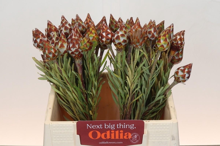 <h4>Kaaps Groen Plumosum Rubrum</h4>