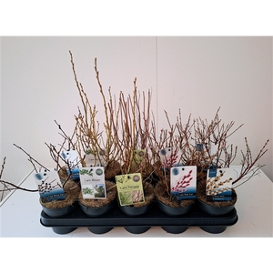 Salix mix bush p12