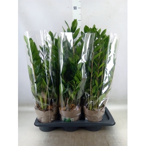 Zamioculcas zamiifolia