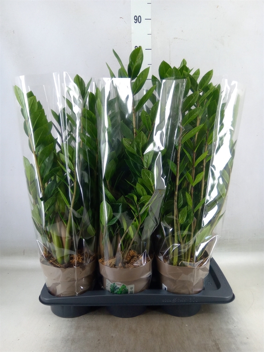 <h4>Zamioculcas zamiifolia</h4>