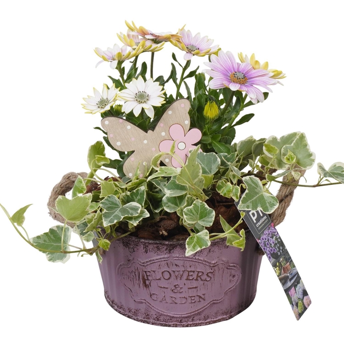 <h4>PTPP6874 Arrangement Patio in metalen schaal</h4>