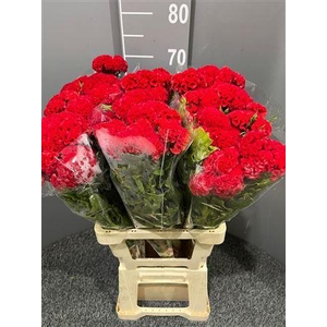 Celosia Act Dara