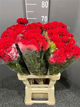 <h4>Celosia Act Dara</h4>