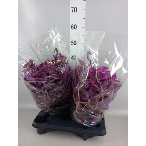 Tradescantia zebr. 'Pink Paradise'