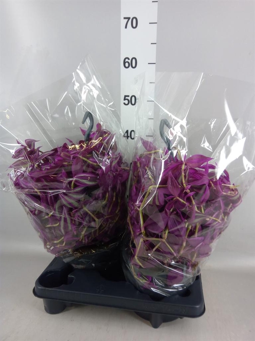 <h4>Tradescantia zebr. 'Pink Paradise'</h4>