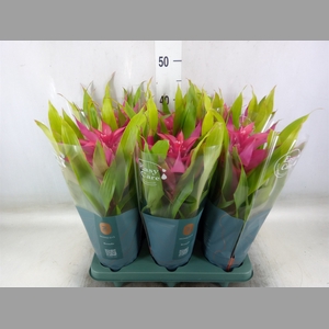 Guzmania  'Deseo Pink'