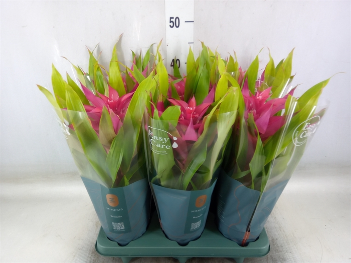Guzmania  'Deseo Pink'