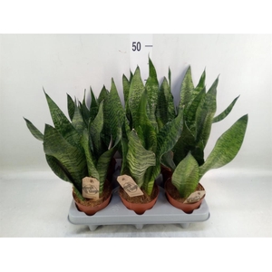 Sansevieria zeylanica