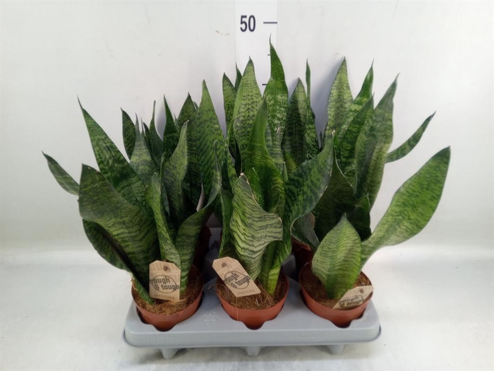 <h4>Sansevieria zeylanica</h4>