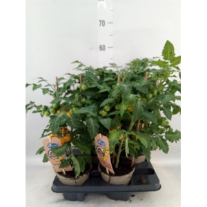 Solanum lycopersicum   ...