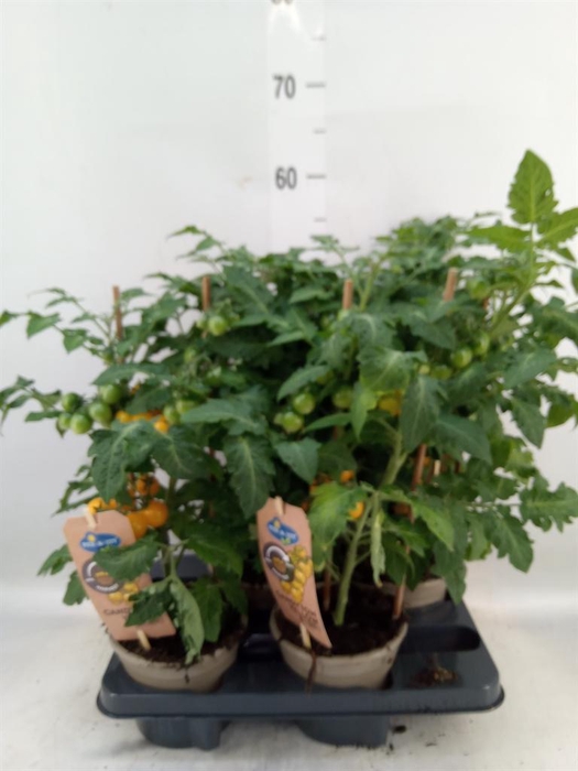 <h4>Solanum lycopersicum   ...</h4>