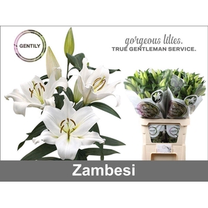 Li Ot Zambesi