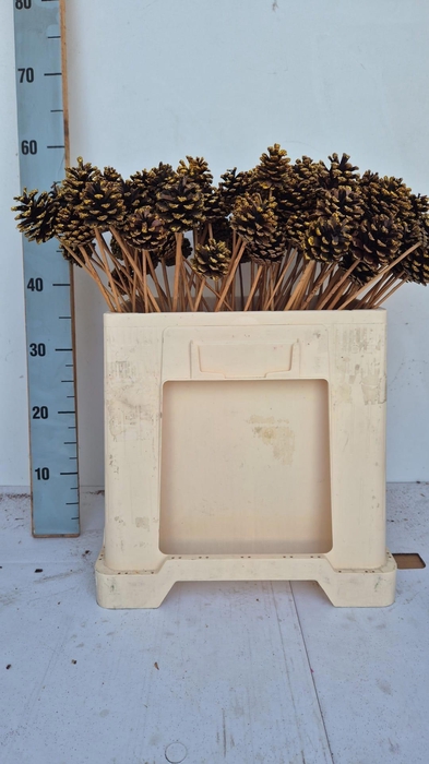 <h4>HUIS EN TUINDECO H%</h4>