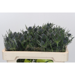 Eryngium Magical Blue Lagoon