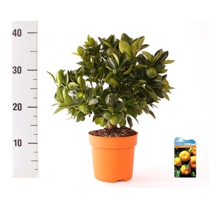Citrus Calamondin medi-stem