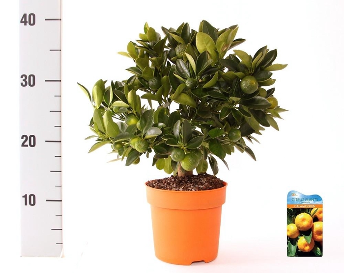 <h4>Citrus Calamondin medi-stem</h4>