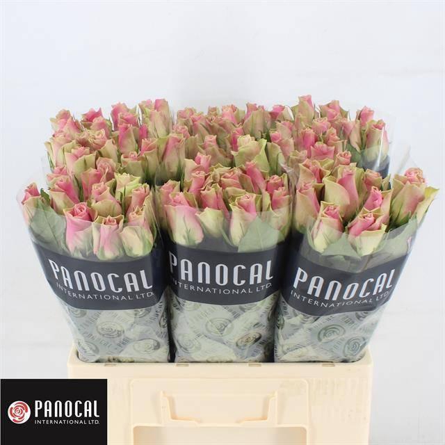 <h4>R GR BELLE ROSE</h4>