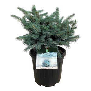 Picea pung. 'Karpaten' -R-