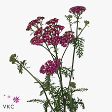 ACHIL M MCL PURPLE