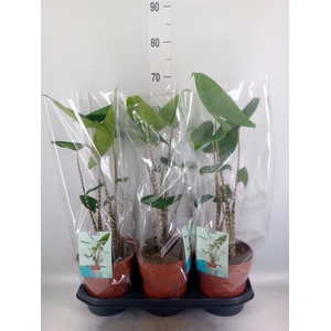 Alocasia zebrina