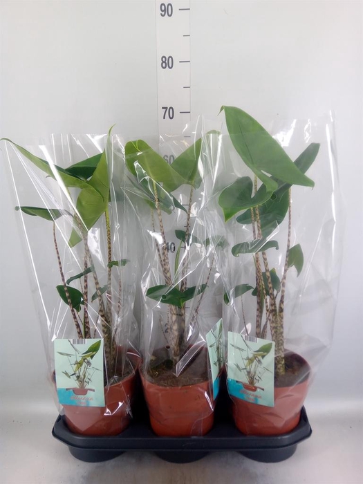 <h4>Alocasia zebrina</h4>