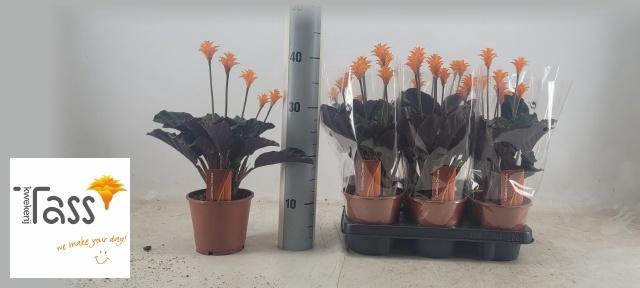 <h4>CALAT CROCATA</h4>