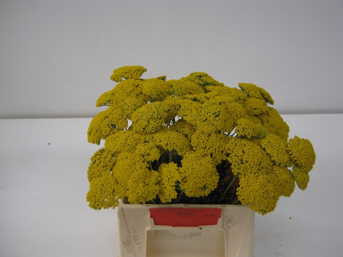 <h4>ACHIL F PARK VARIETY</h4>