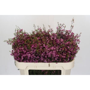 Chamelaucium Late Purple