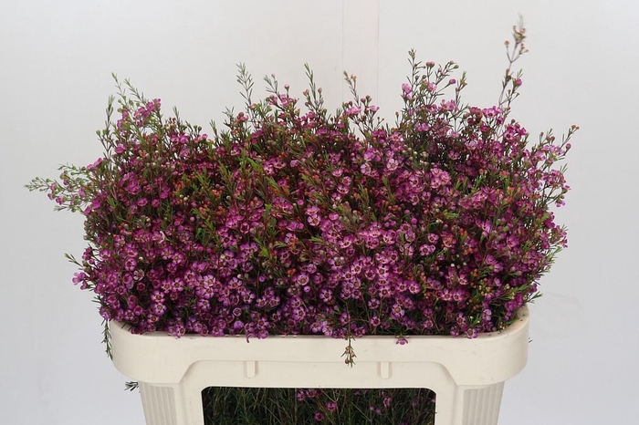 <h4>Chamelaucium Late Purple</h4>