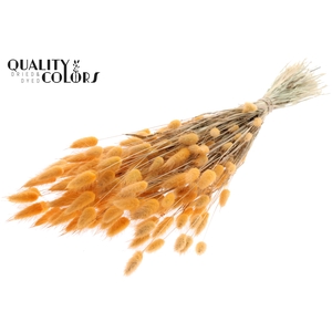 Lagurus per bunch Salmon
