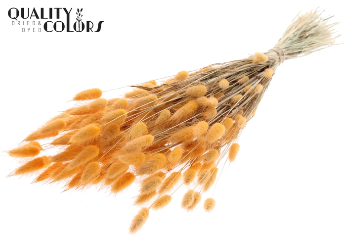 <h4>Lagurus per bunch Salmon</h4>