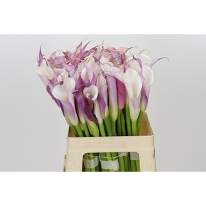 Zantedeschia Eydolls Purple White