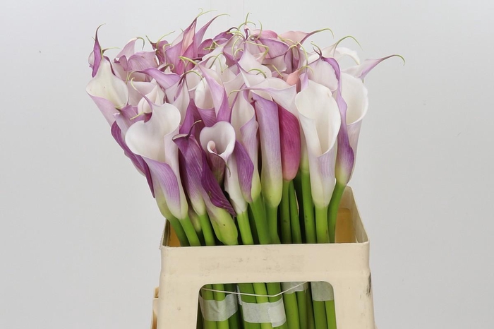 Zantedeschia Eydolls Purple White