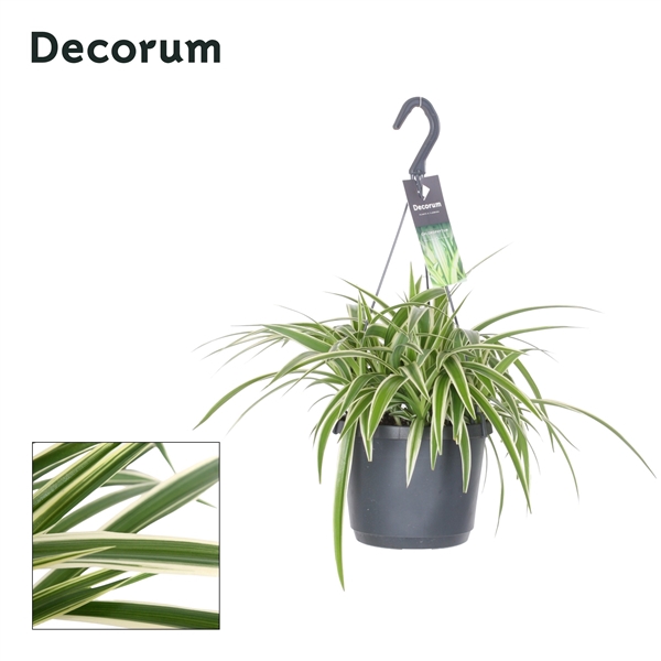 <h4>Chlorophytum laxum</h4>