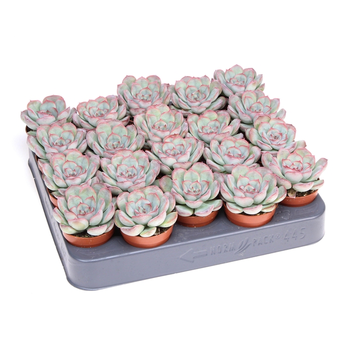<h4>Echeveria mystery</h4>