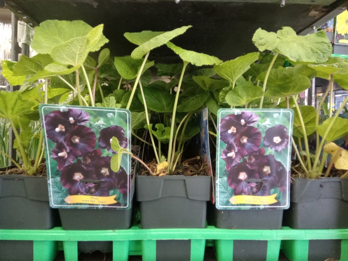 <h4>Alcea rosea 'Nigra'</h4>