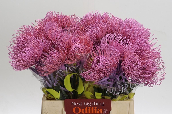 <h4>Nutans Painted Pink</h4>