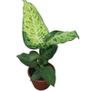 DIEFFENBACHIA SUNRISE P17